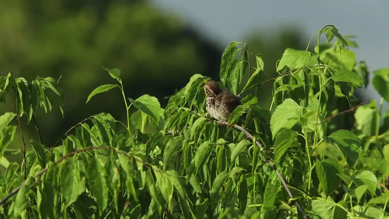 A bird sits in a tree singing and preening its feathers early in the morning