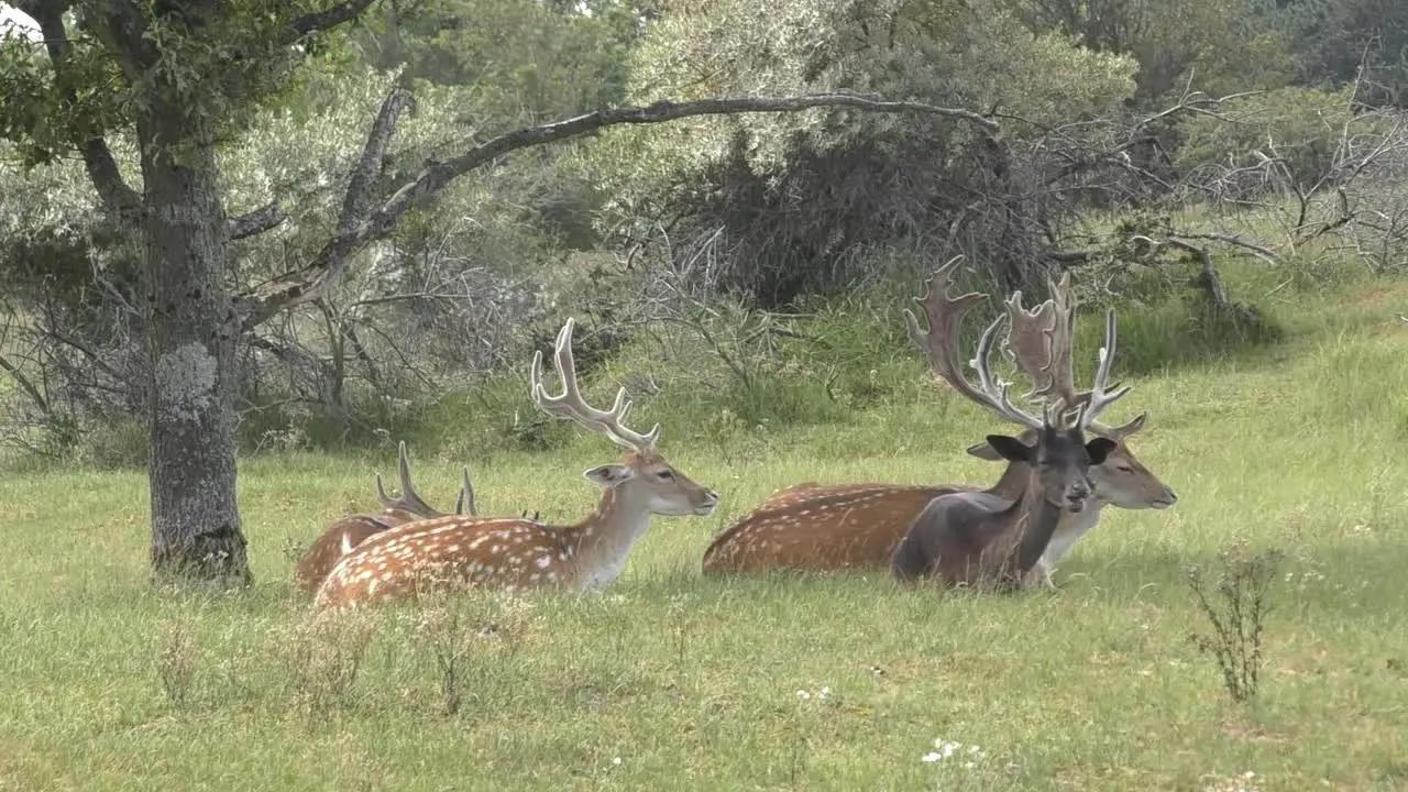 chilling reindeer in the shaddow during summer time