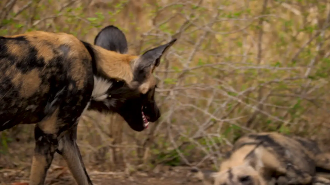 African Wild Dog walks away from camera towards another lying on the ground