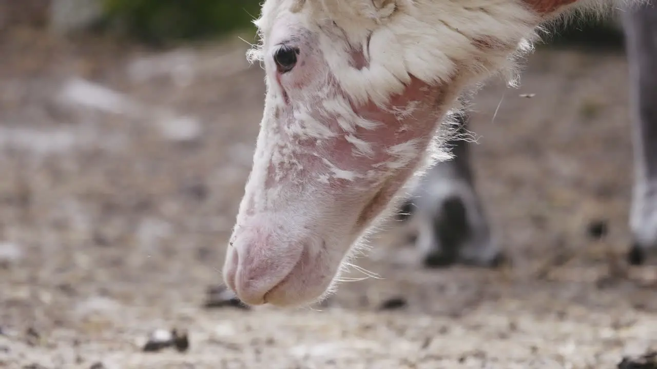 closeup on face of a white reindeer losing its fur