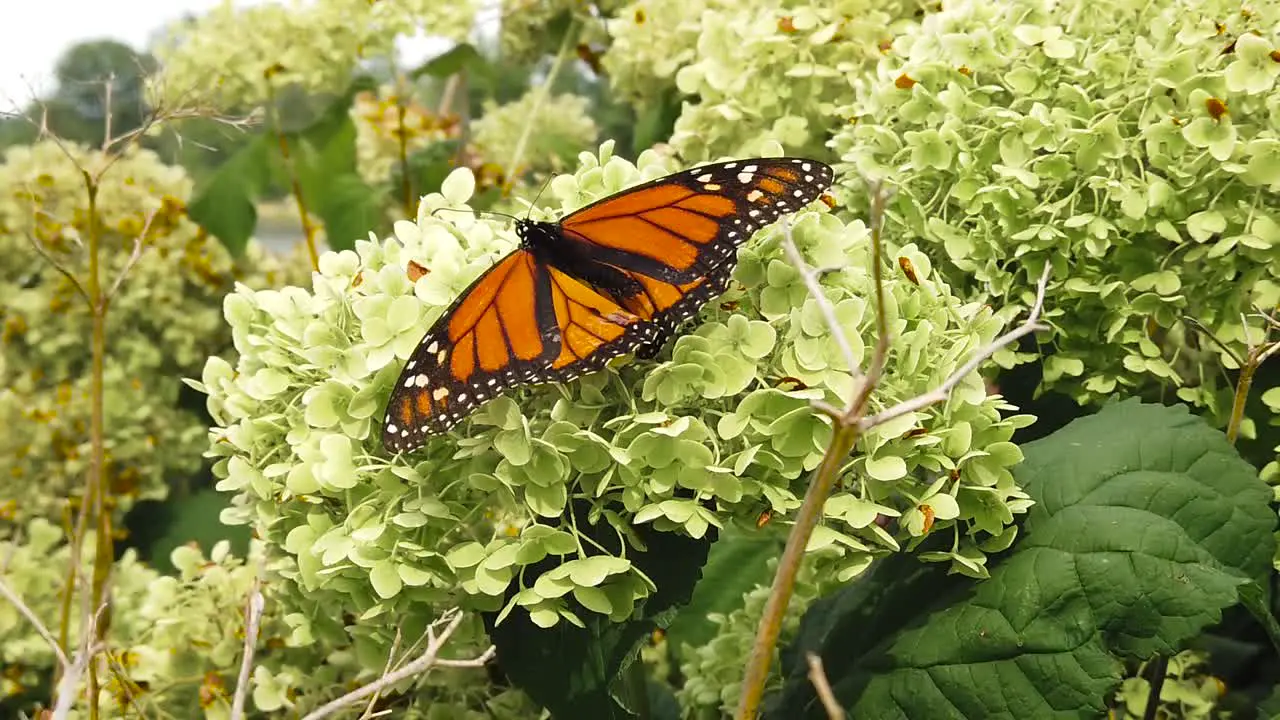 Slow motion butterfly boom to more overhead shot on green plant