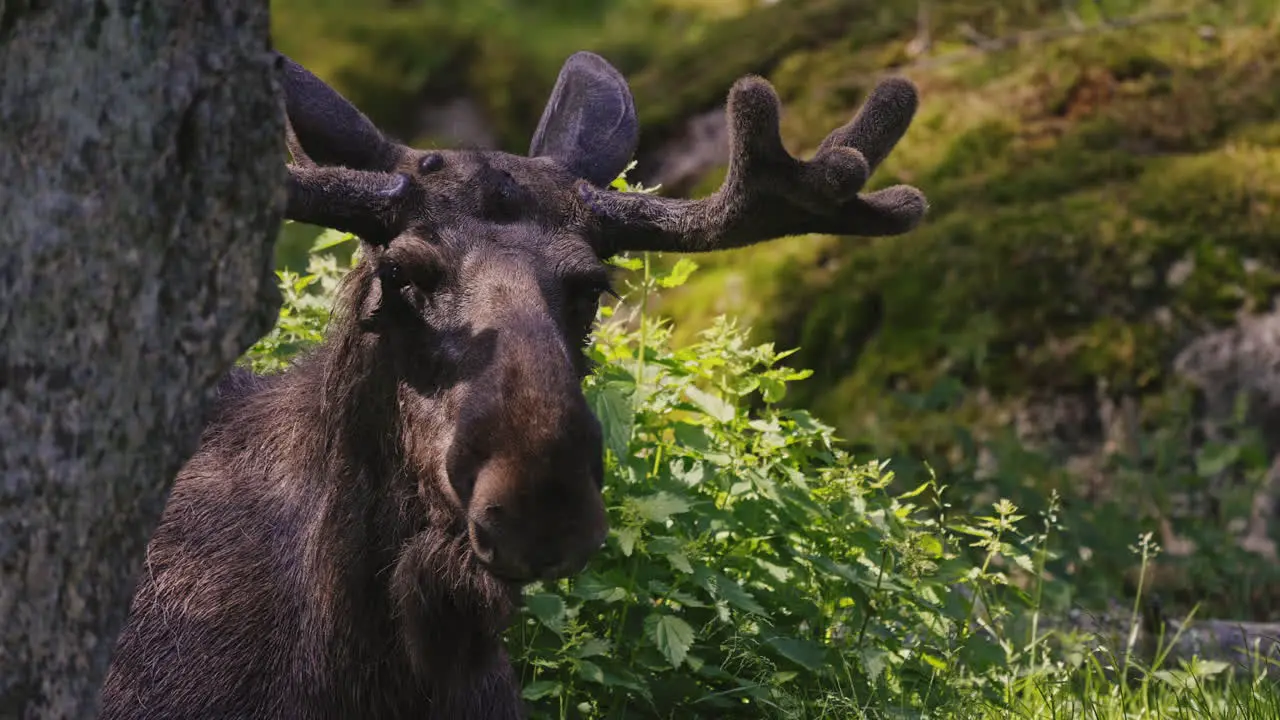 wild bull moose with big horns staring directly on the field