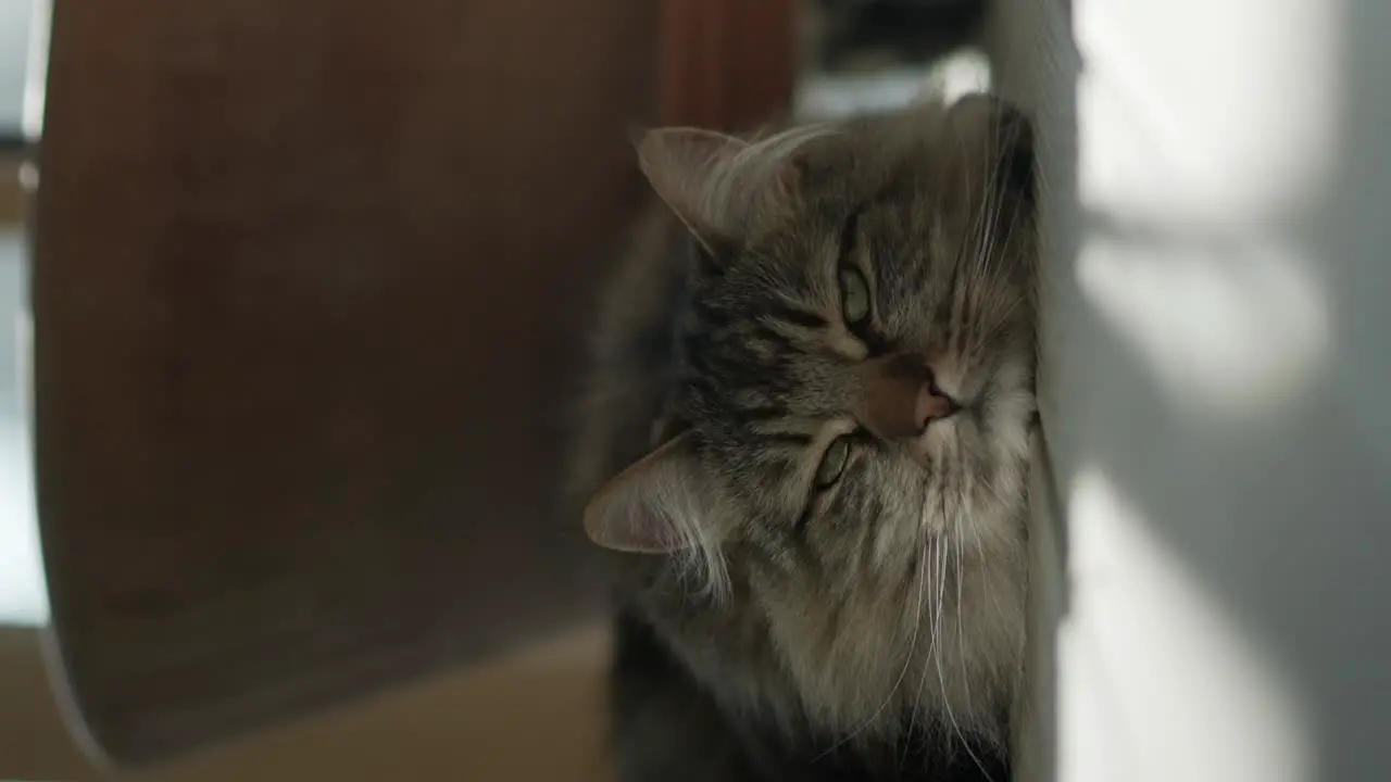 Vertical video of norwegian forest cat relaxing on porch outside in shade