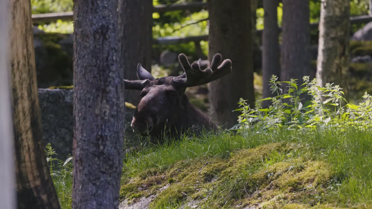 male elk lays on the grass in swedish woodlands