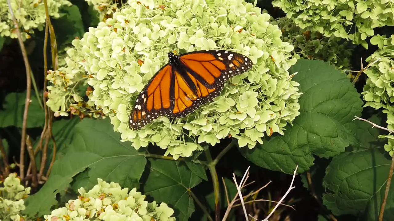 Slow motion butterfly medium overhead shot on green plant two