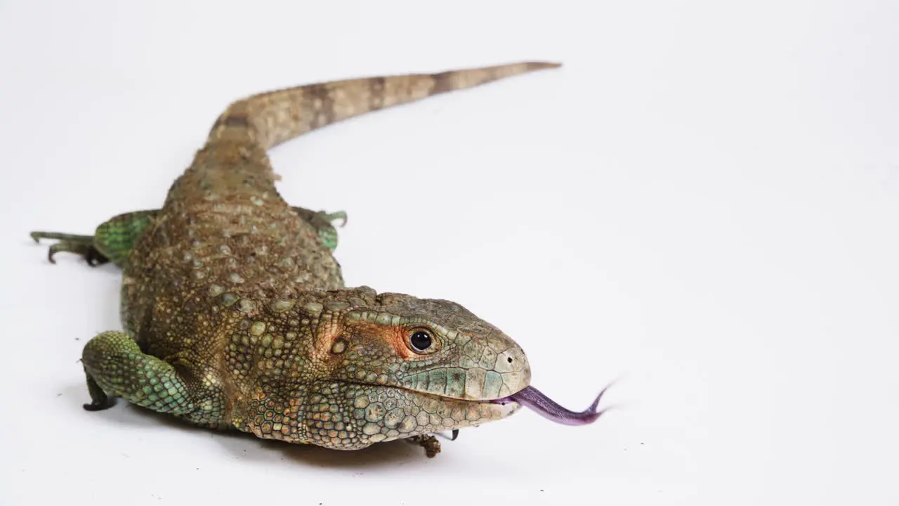 Cayman lizard tongue extension full body on white background