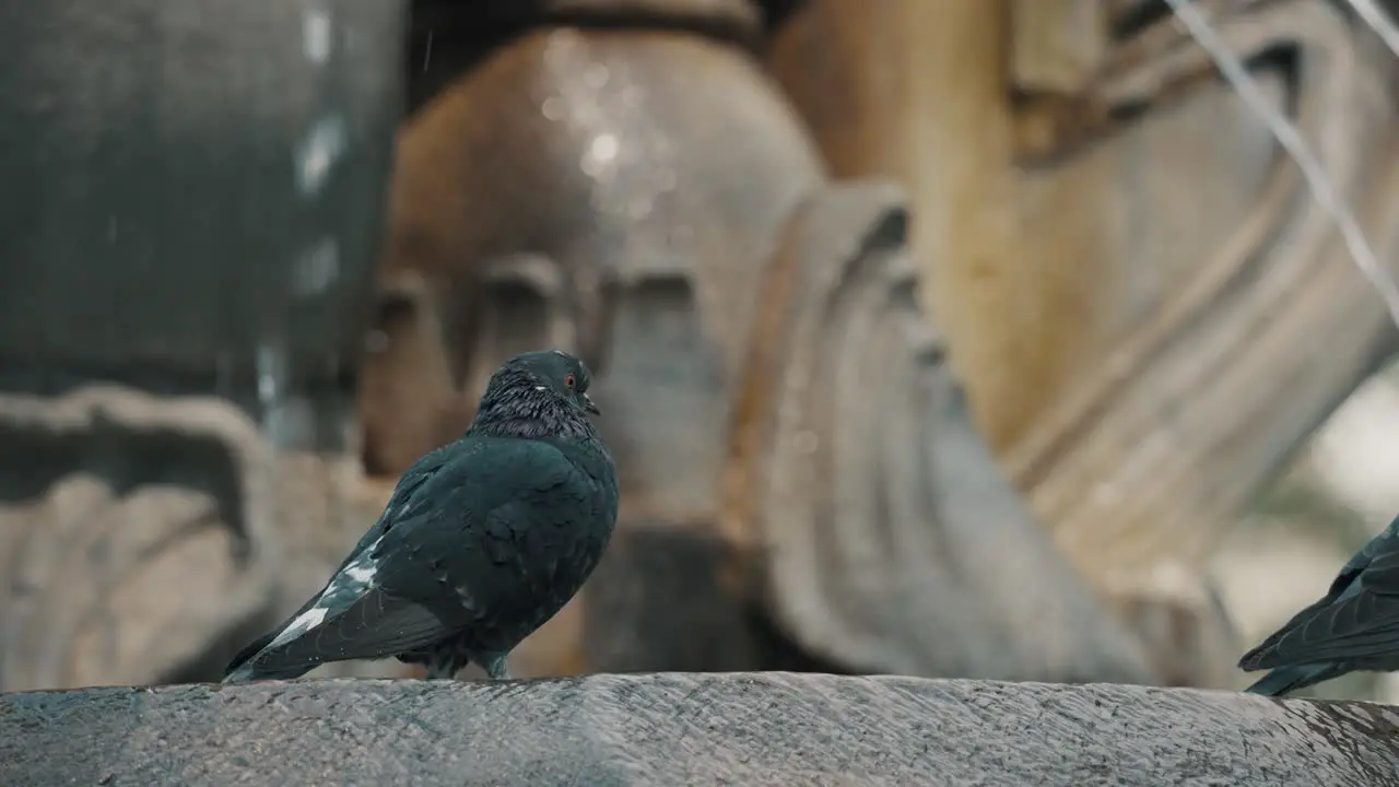 Selective Focus Shot Of An Observing Common Pigeon On A Fountain In Antigua Guatemala