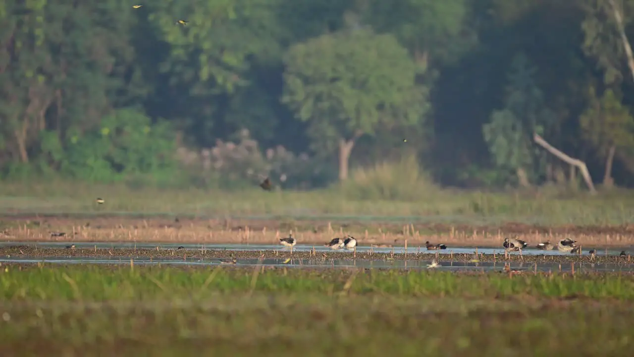 Flock of Ducks in Wetland in Morning