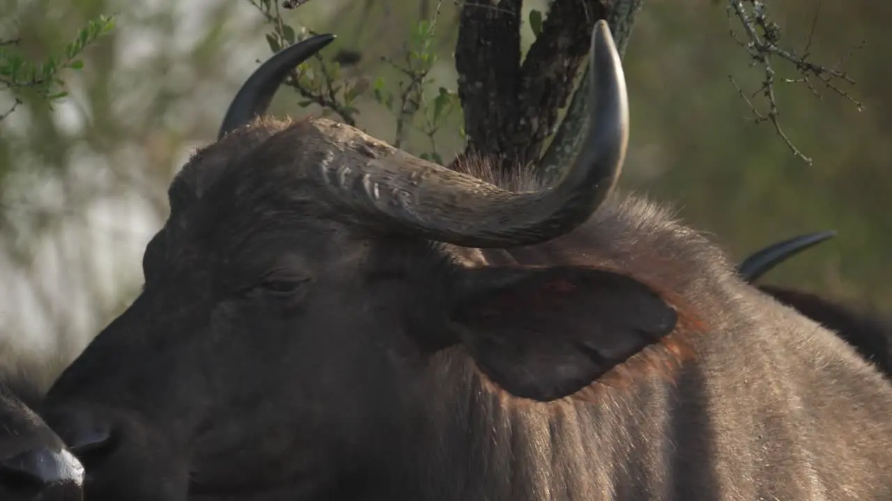 Portrait of a cape buffalo also known as Black Death staring menacingly at the camera