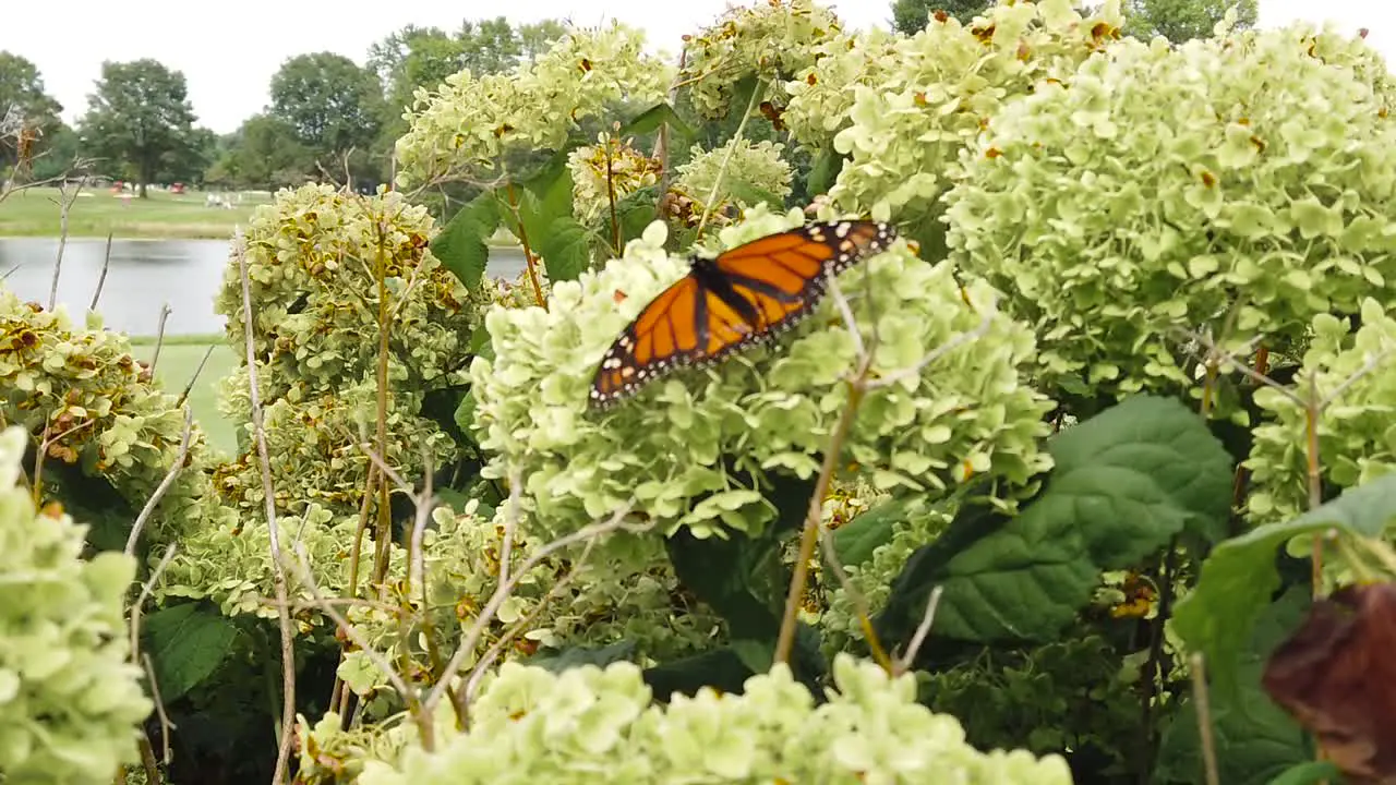 Slow motion butterfly hanging on in the wind wide shot boom to medium shot two