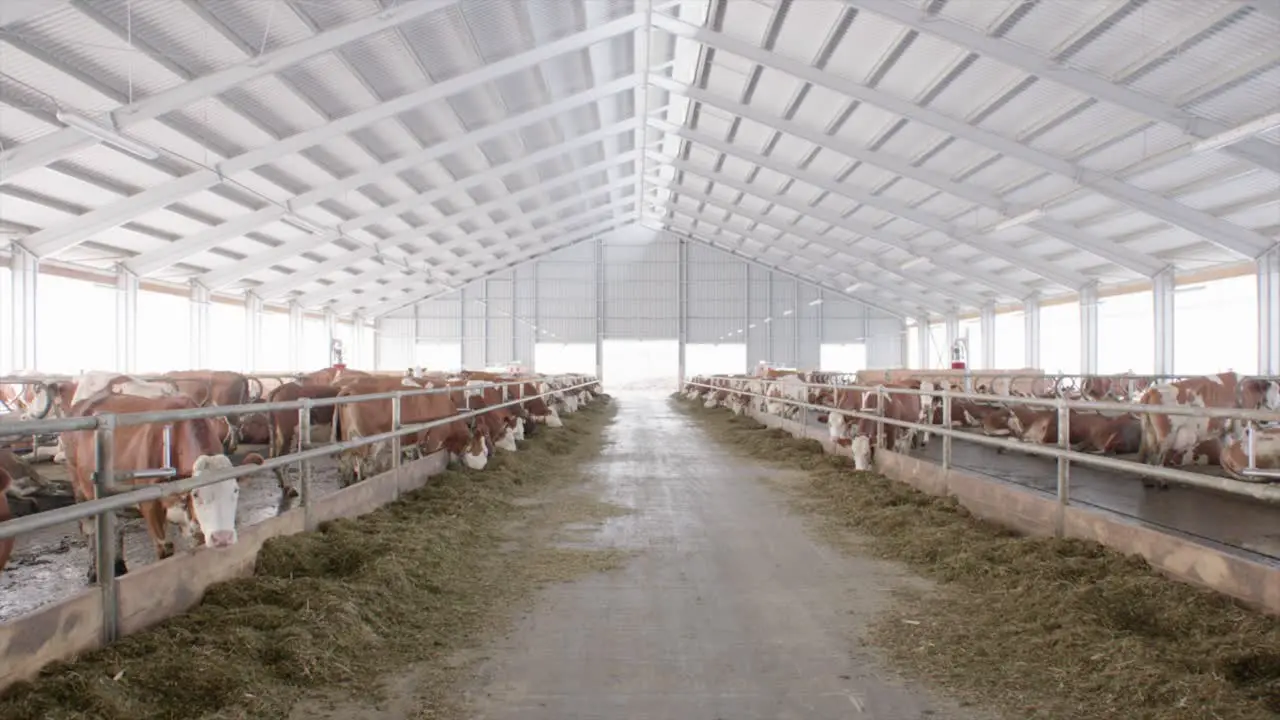 Herd of cows in modern bright cowshed