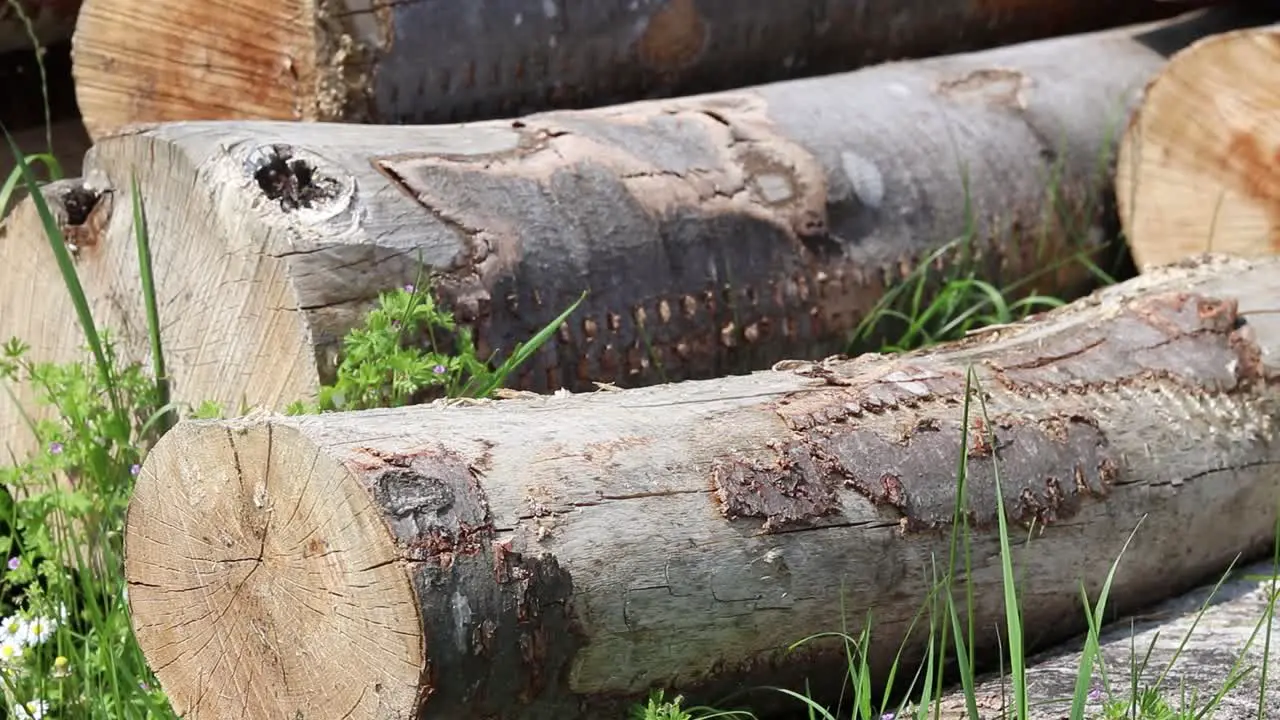 Lumberjack moving tree trunk to the pile of logs in the lumber yard