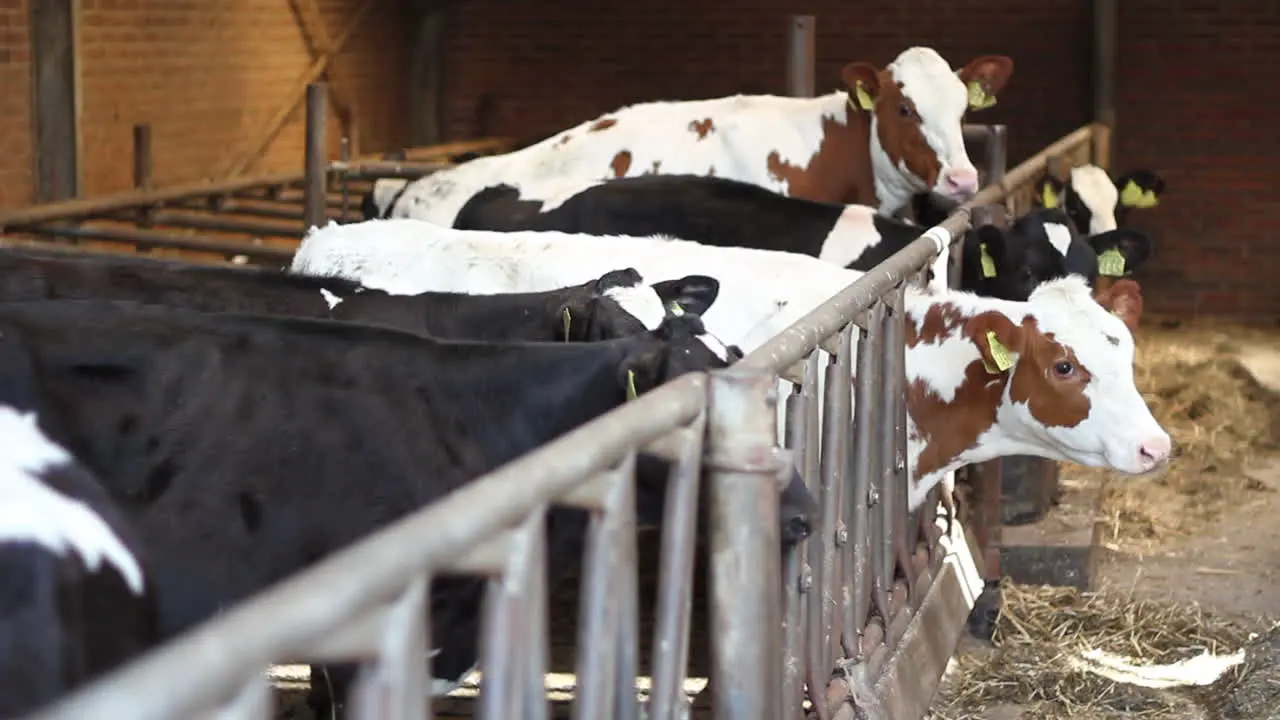 Cows standing in barn