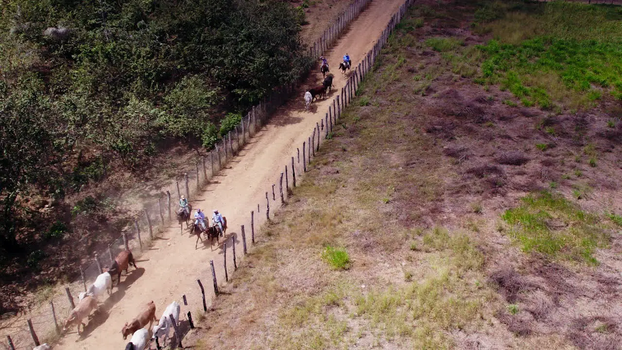 Cowboys doing a cattle drive on farm in Penonome Panama