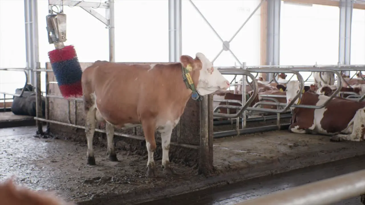 Cow in modern cowshed being massaged by big brush animal welfare