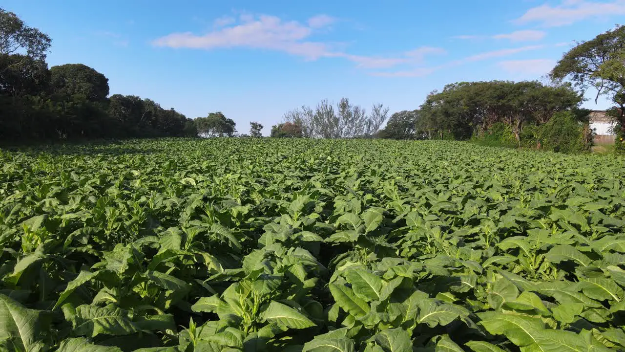 Black Tabacco San Andres in Comoapan Valley