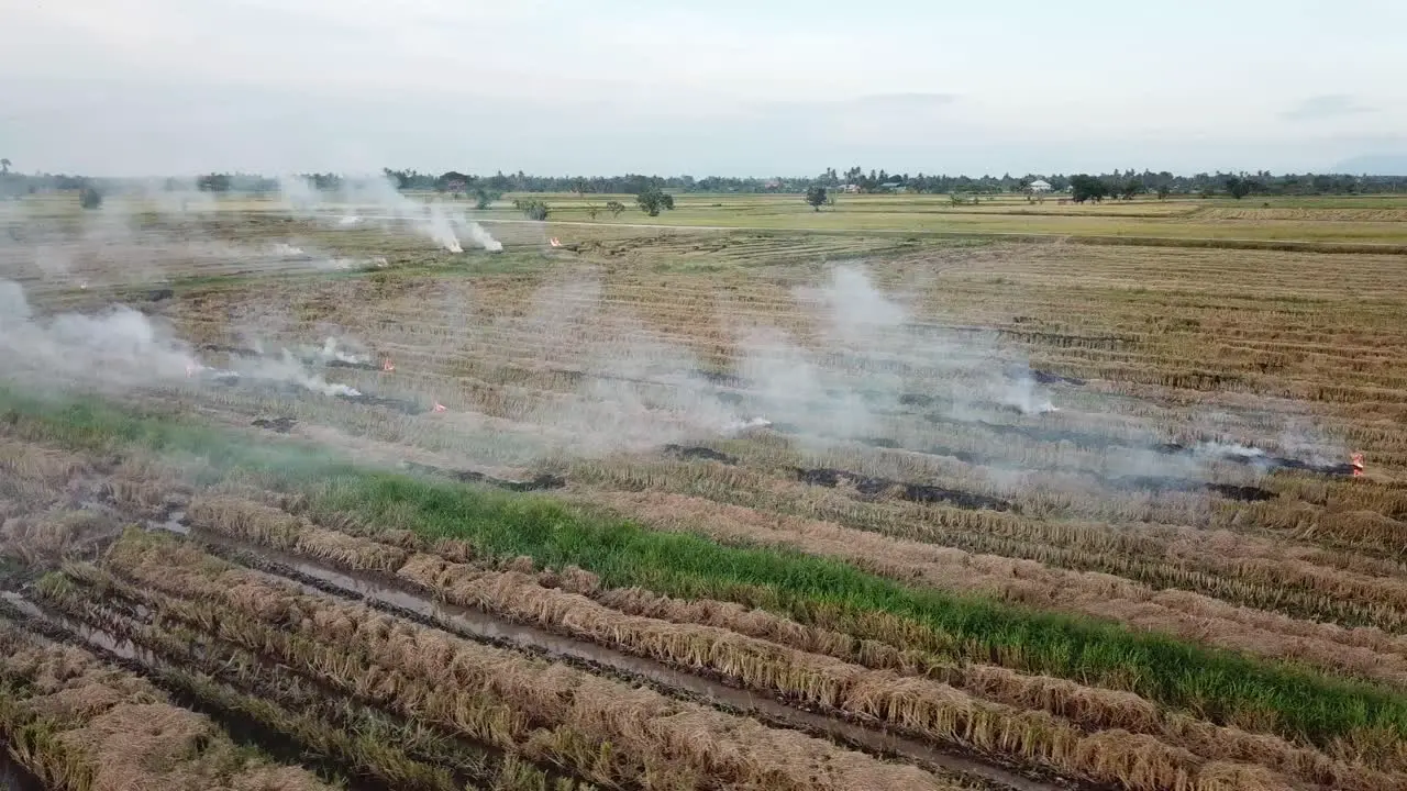 Harvested rice field straw being burn in open field at Malaysia Southeast Asia