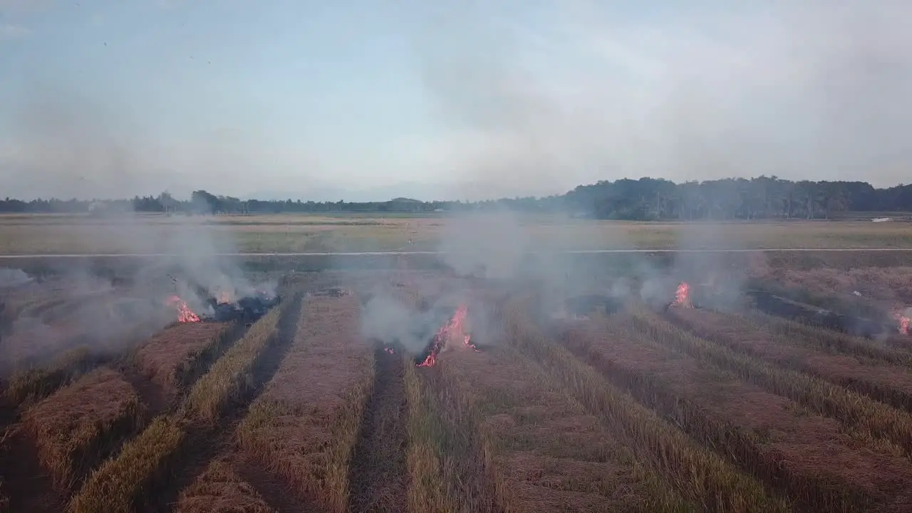 Burning of harvested rice paddy at Malaysia Southeast Asia