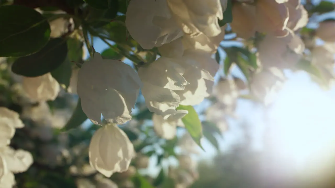 Apple blossom view with golden sunlights on spring day Amazing floral scene