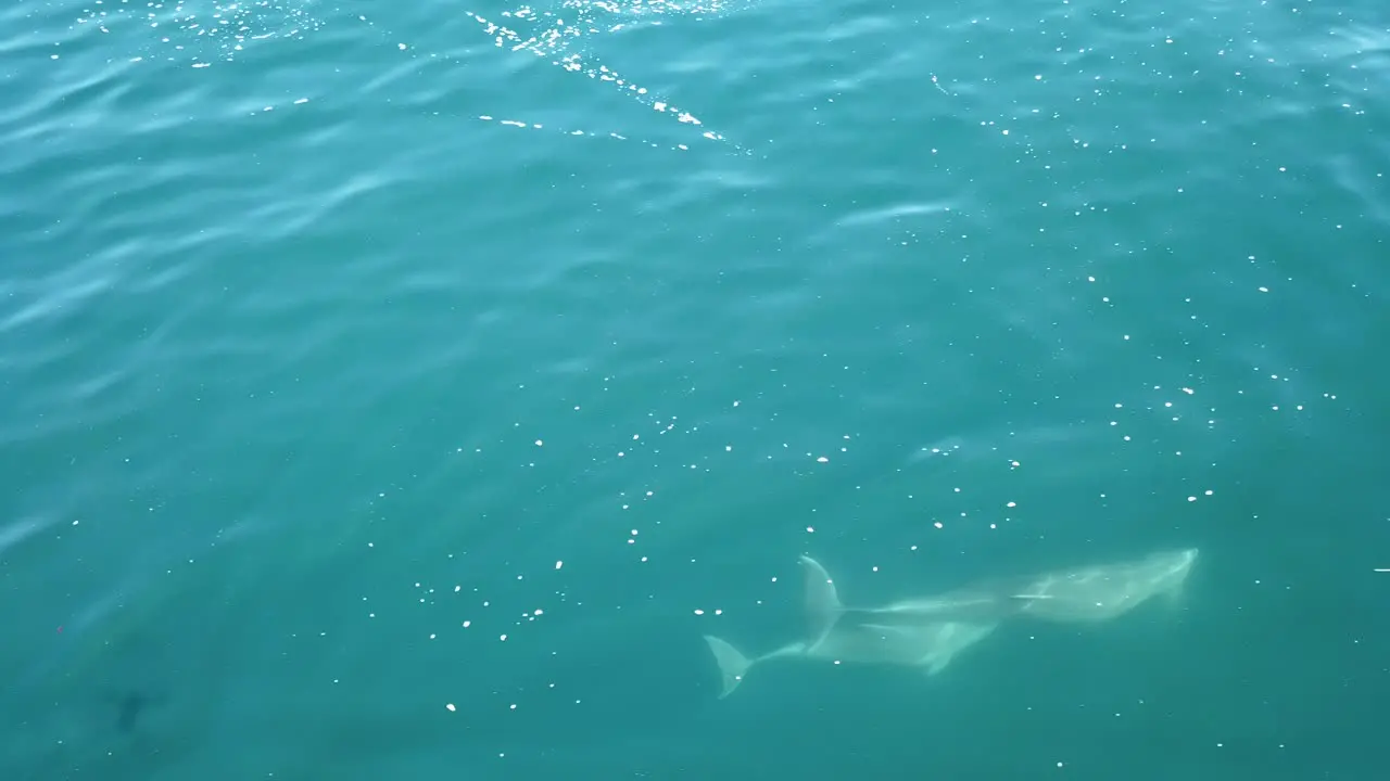 Pod Of Dolphins swimming through the ocean