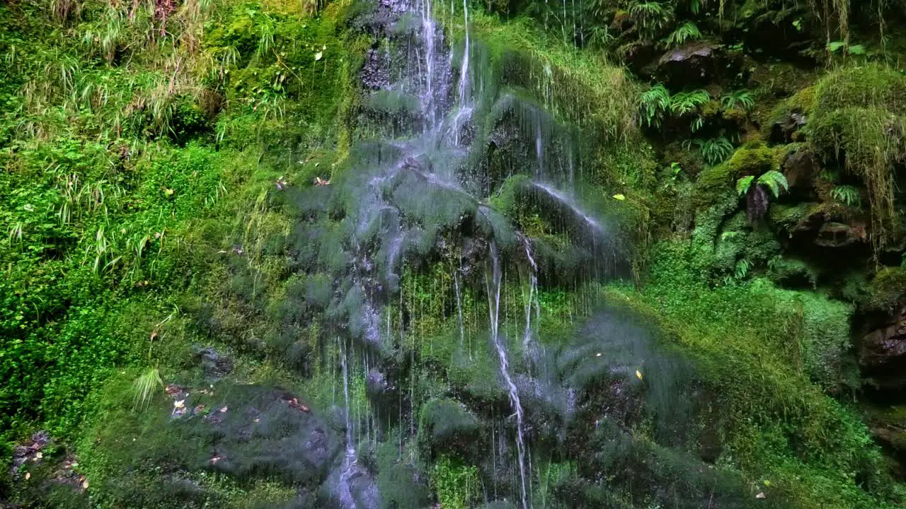 A small stream falls over a mossy cliff in a shady forest