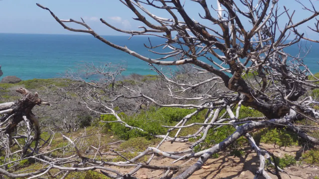 A Remnant Trees from Past Wildfires by the Beautiful Portuguese Coastline with Atlantic Ocean in the Background