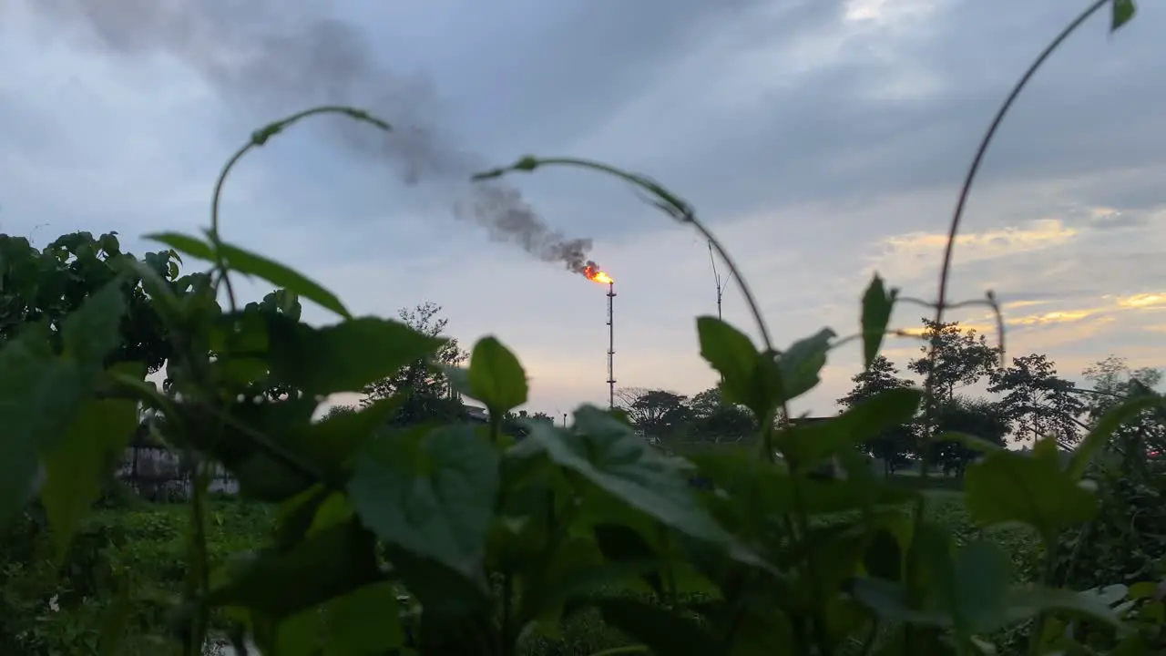 Gas Field Plant Burning Orange Flame In Background Seen Through Plants