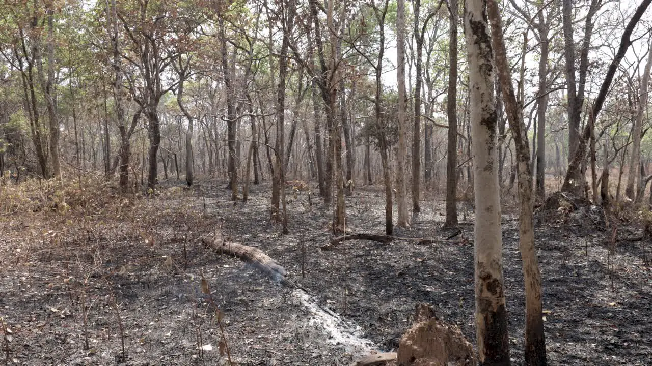 Smoldering burnt tree after forrest clearance fire