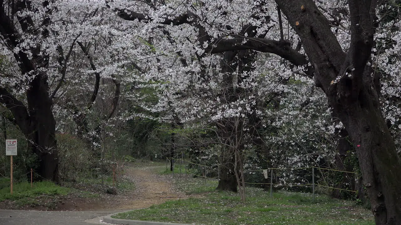 A woman with kimono walks on a mysterious and magical trail with cherry trees in bloom at Yoyogi Park