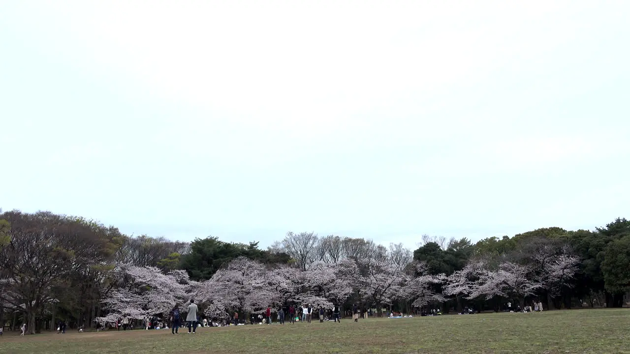 A panoramic of Yoyogi Park with cherry blossom