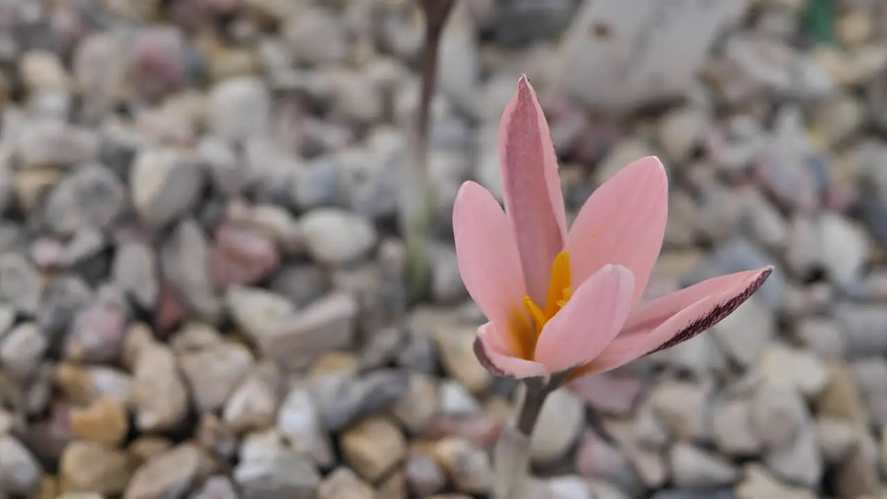 Crocus pink Alatavicus