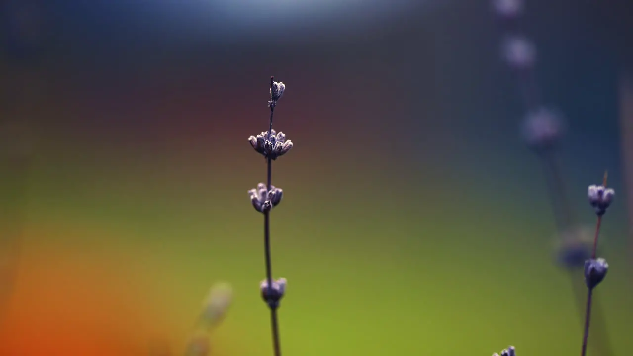 Beautiful frozen plant with colorful blurry bokeh background