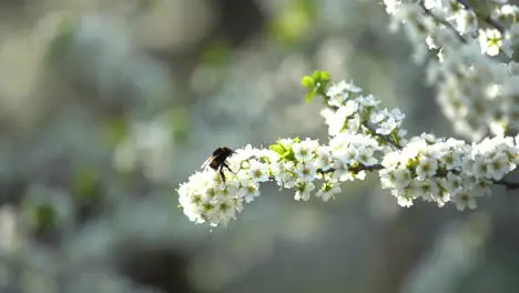 white flowering tree in early spring