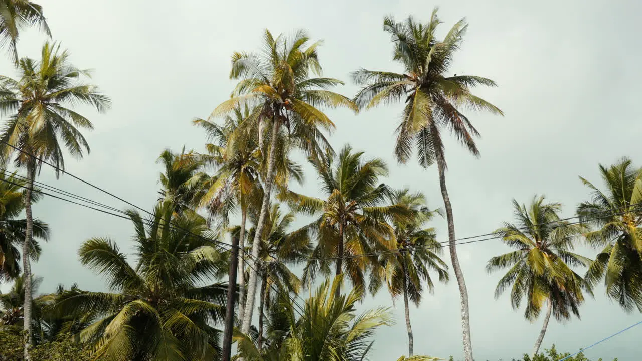 Tall palm trees stand against a blue-gray afternoon sky filmed from a slightly low angle