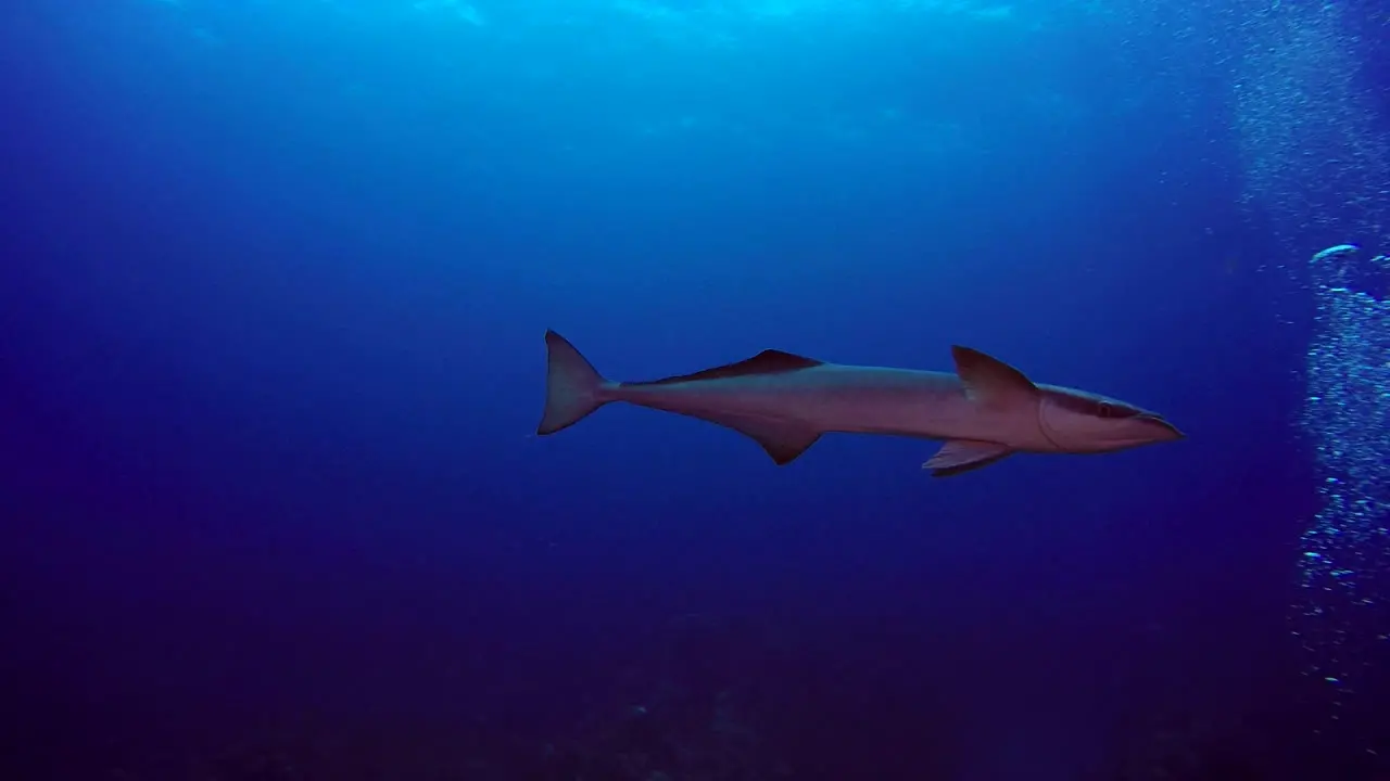 Underwater footage or a Ramora from San Pedro Belize