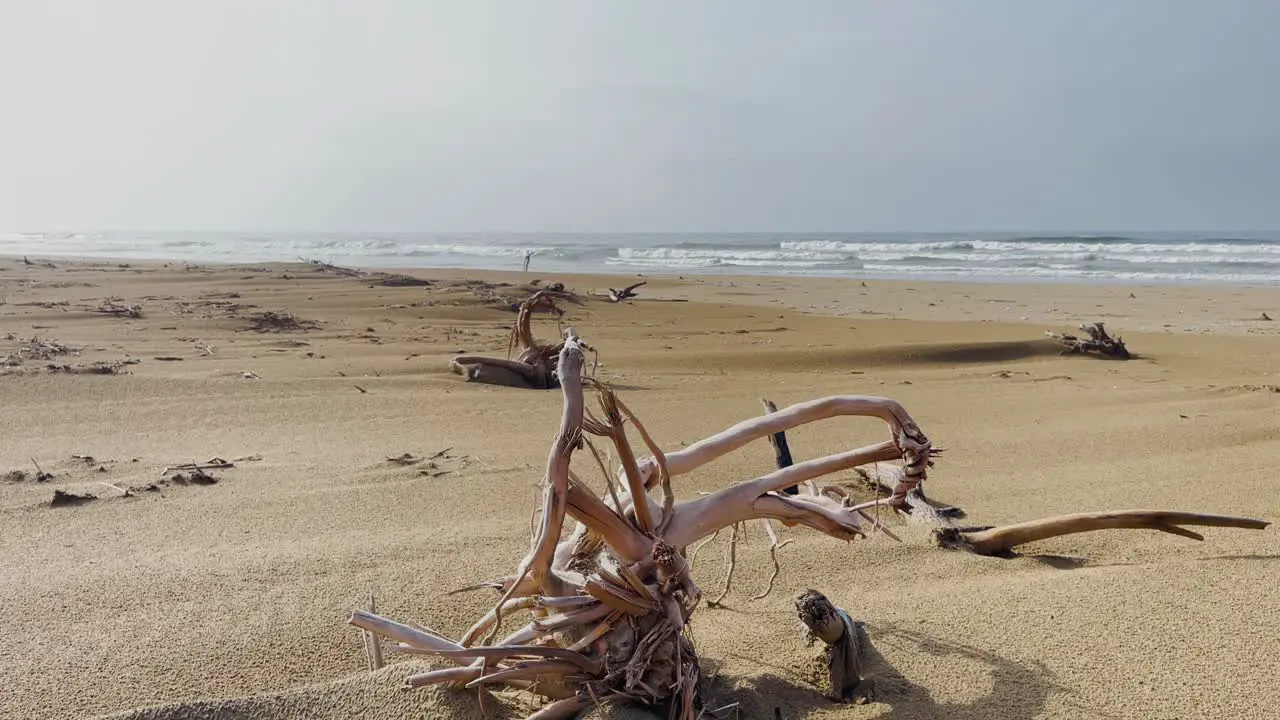 Aerial drone tilt down shot of a broken branches of trees over the sandy beaches in Balochistan Pakistan on a sunny day