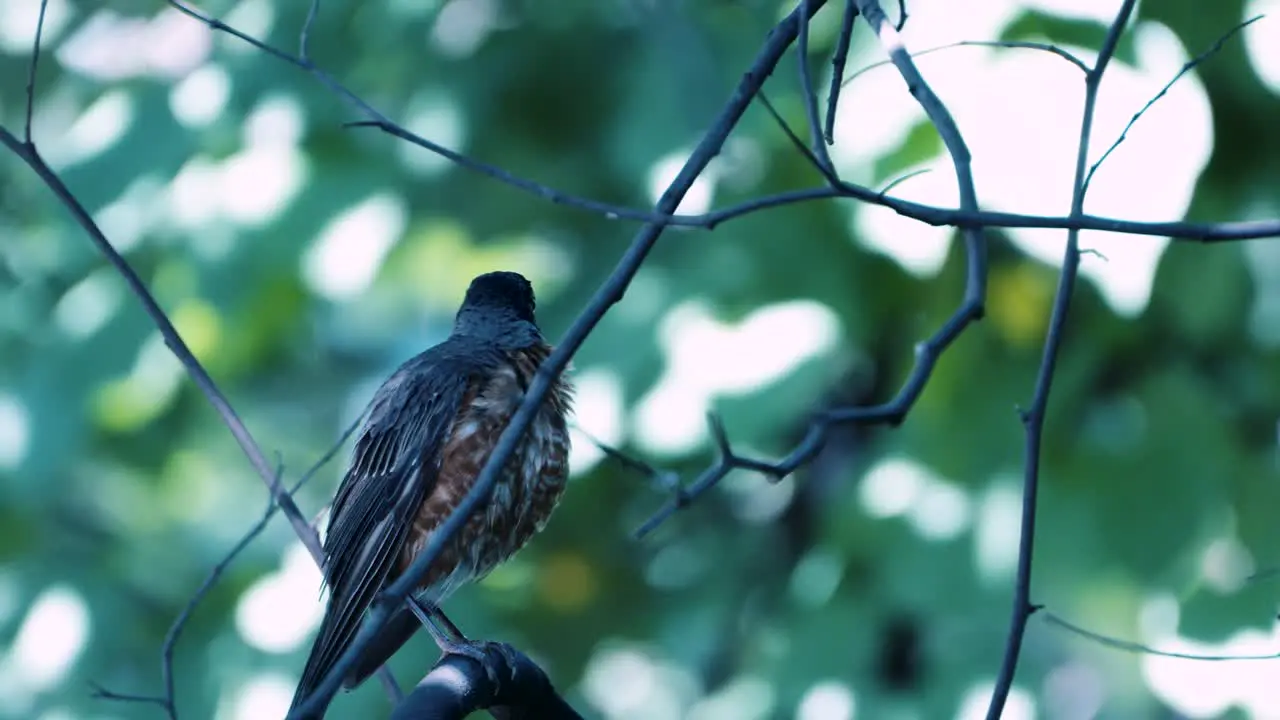 A robin preens and cleans its feathers while sitting on a thin tree branch