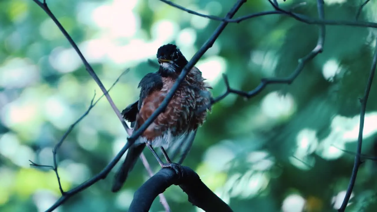 An orange red and brown fluffy robin scratches at its head with its foot before turning and flying away from its perch on a thin brown branch