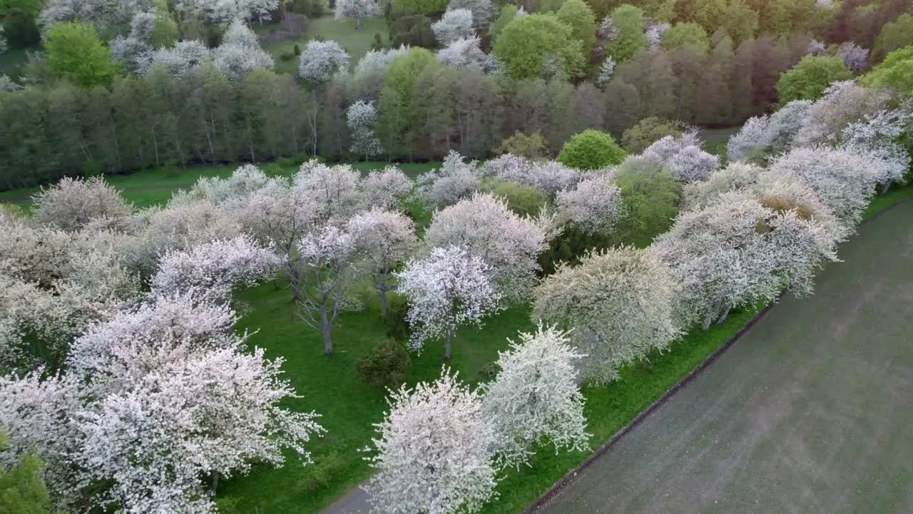 White cherry blossom in a valley