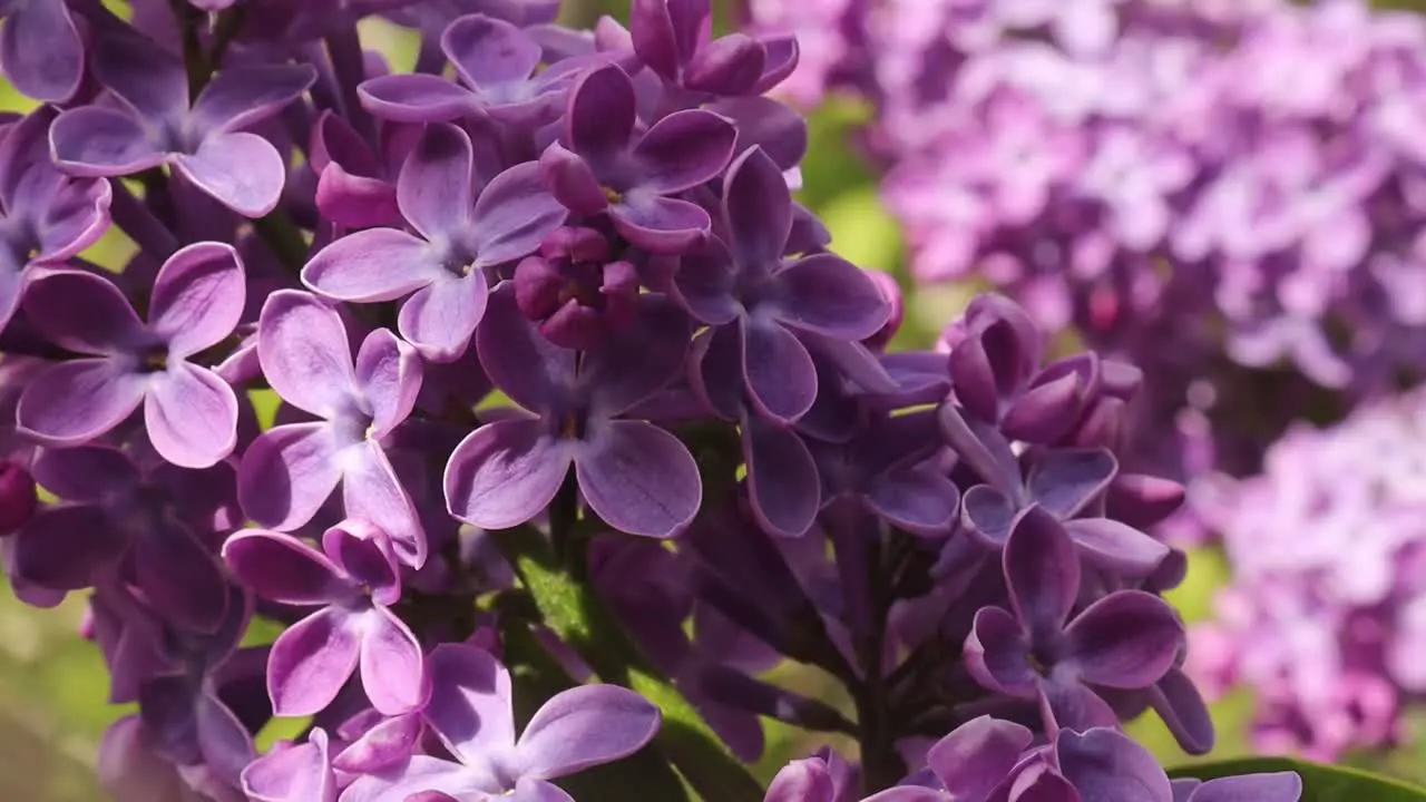 Violet flowers of lilac swing on gentle breeze close up