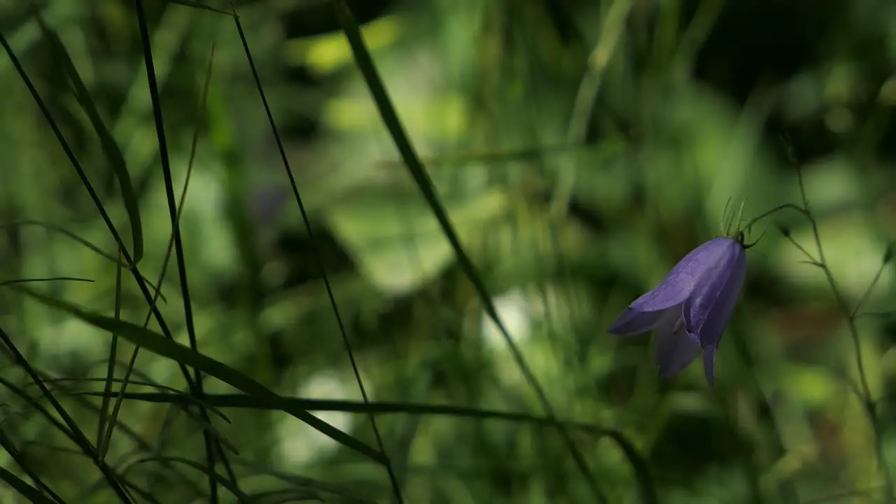 Delicate violet flower in nature violet harebell