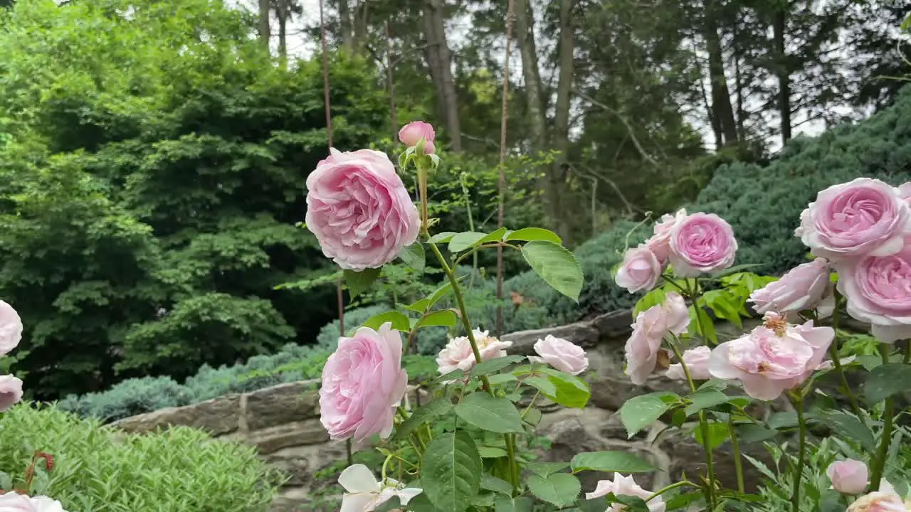 Beautiful flowers in a well kept garden