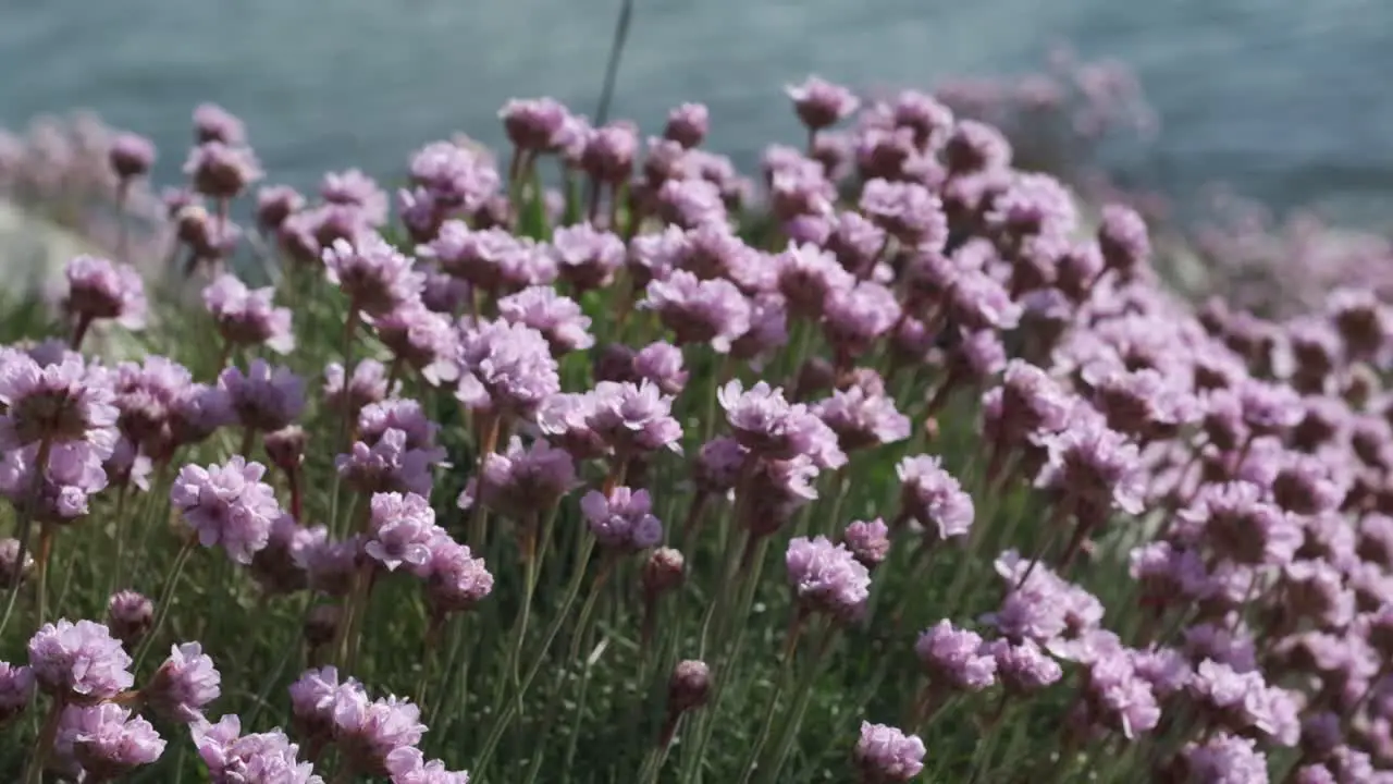 Sea Pink flowers growing on the cliff edge in Ireland