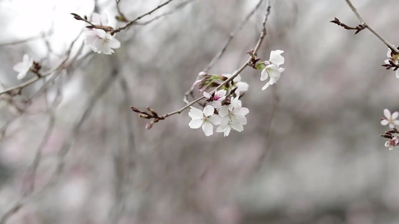 White cherry blossoms and bulbs on branch close up