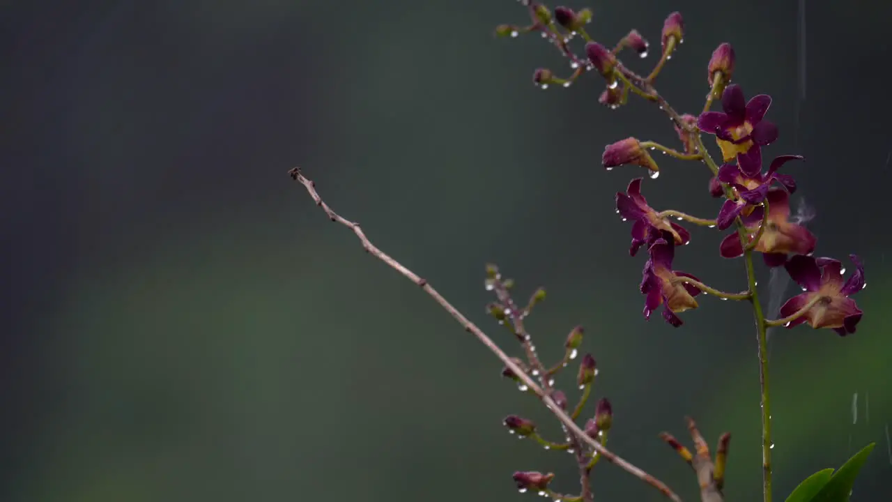 Queen Victoria dendrobium Flower under heavy rain in garden Mahe Seychelles 30fps 1