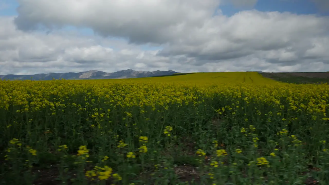 sideways to the left of a canola field with mountains at the bottom of the clip and a blue cloudy sky