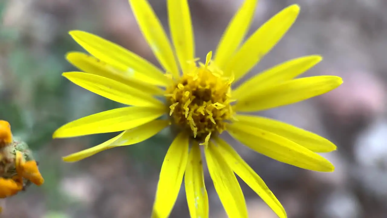 Extreme close up macro shot of a yellow daisy flower