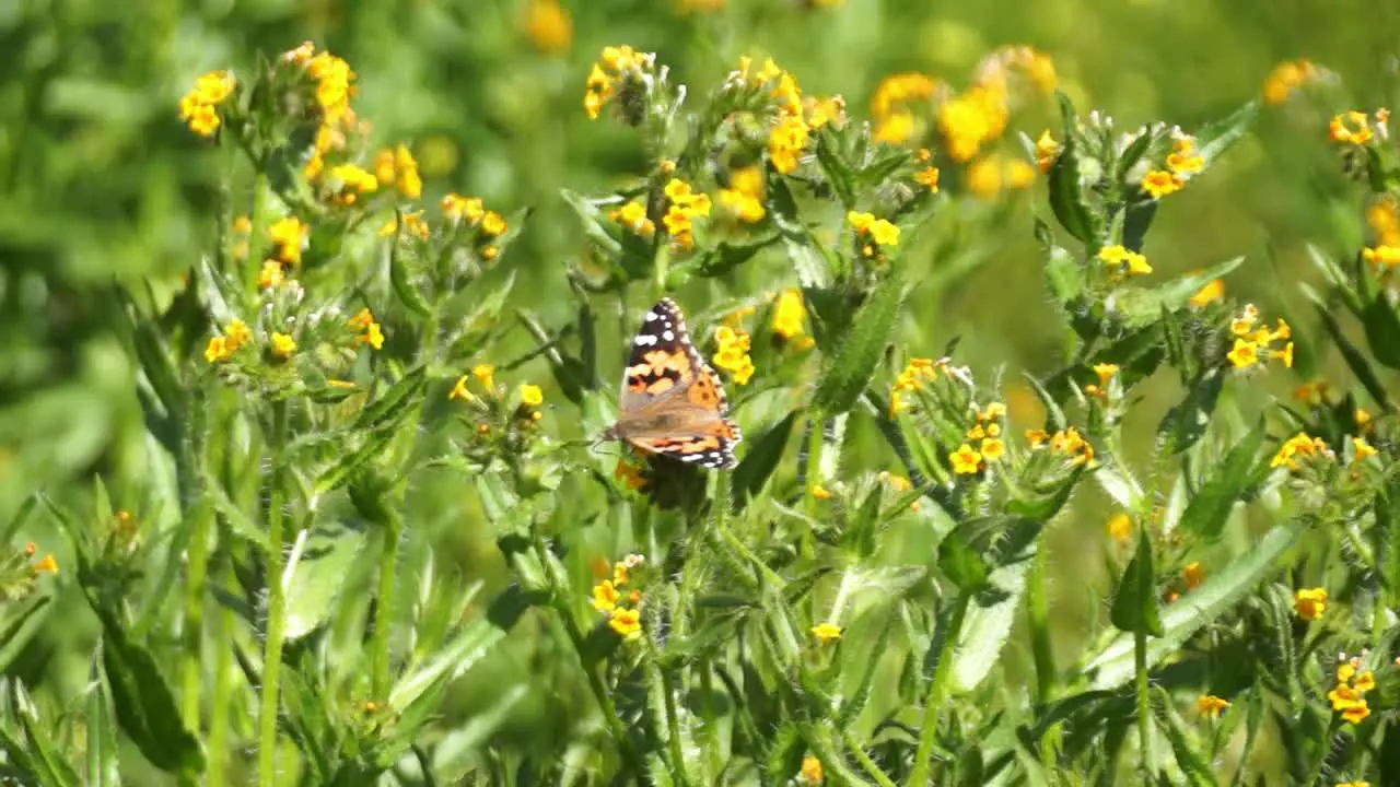 Monarch butterfly flying around yellow flowers in the desert of California