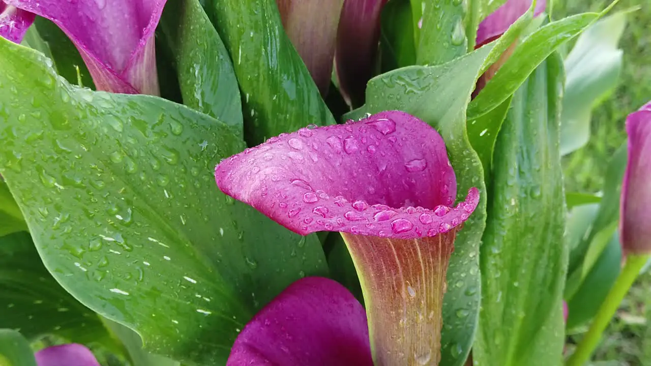 This is a slow motion video of purple or pink Calla Lily flowers with water drops on them