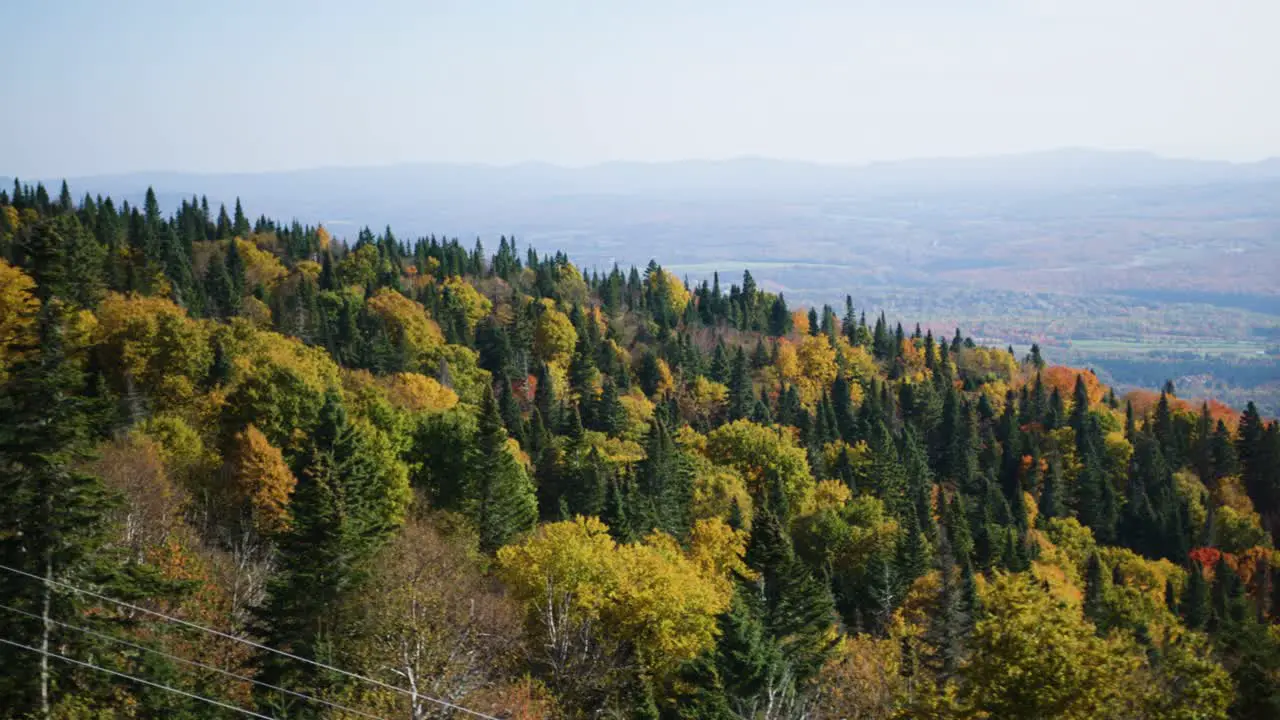 Cinematic rising view of fall leaves changing colors in the forest on a mountain